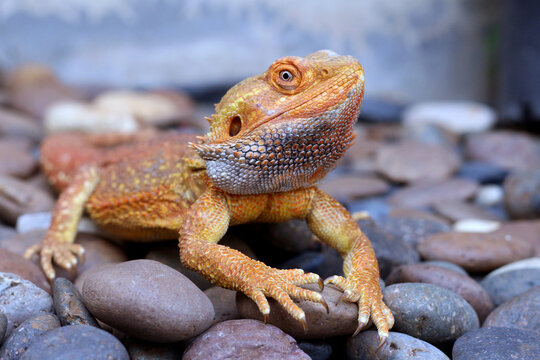 Bearded dragon lizard on Natural Habitat ,Close up image of Inland Bearded Dragon (Pogona vitticeps), Australian Bearded Dragon 