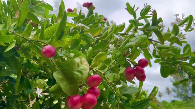 Red Carissa Carandas Fruit