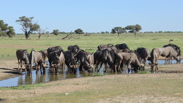 Herd of blue wildebeest (Connochaetes taurinus) drinking at a waterhole, Kalahari desert, South Africa