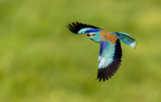 Roller bird close up ( coracias garrulus )