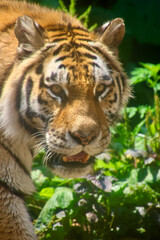 Fototapeta premium アムールトラ・旭山動物園（北海道・旭川市）