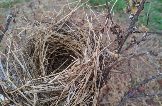 Empty wild bird nest made of dry grass and twigs outdoors on the ground.