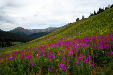 Obraz premium Beautiful mountain landscape with wildflower flowers in summer