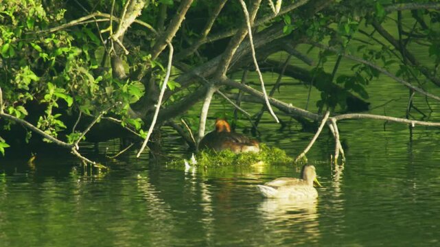 Great crested grebe resting on a floating nest beneath overhanging branches while a female mallard swims through the foreground at Langford Lakes in Wiltshire, England.