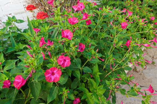 Mirabilis jalapa. Flowering plants of the Four O'Clock Flower, Peruvian Wonder or Night Beauty.