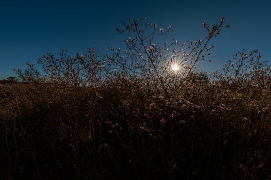 Lactuca serriola. Wild lettuce or escarole plants with cypselae backlit with the sun in the background.