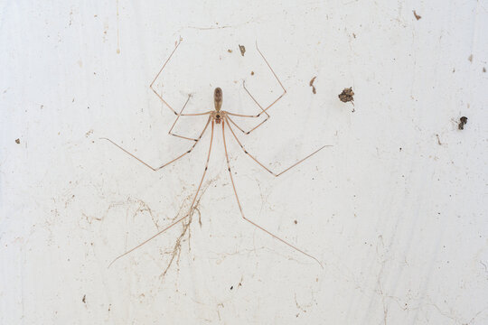 Pholcus phalangioides. Long-legged spider on a white background.