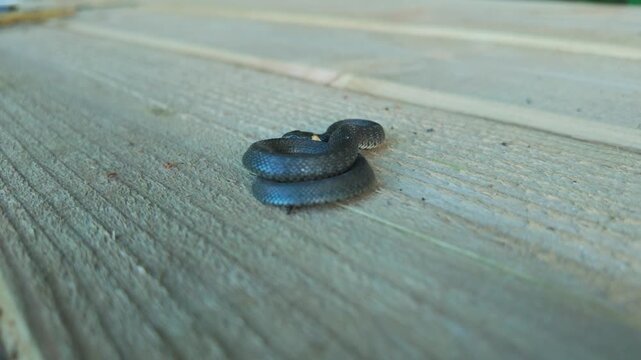 Tiny grass snake curls on wooden decking, breathing, moving, attempting to bite