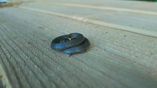Tiny grass snake rests coiled on a wooden surface, breathing and moving gently