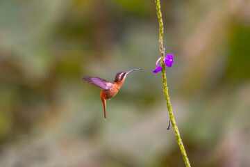 Fototapeta premium brazilian-bird displaying beauty Phaethornis ruber - Reddish Hermit - Birds of the Brazil - hammerbird small free birds, enjoy contemplate their beautiful colors and melodies