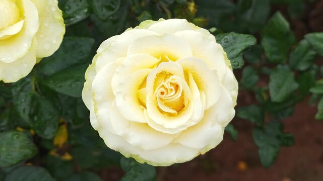Beautiful yellow rose in a garden.