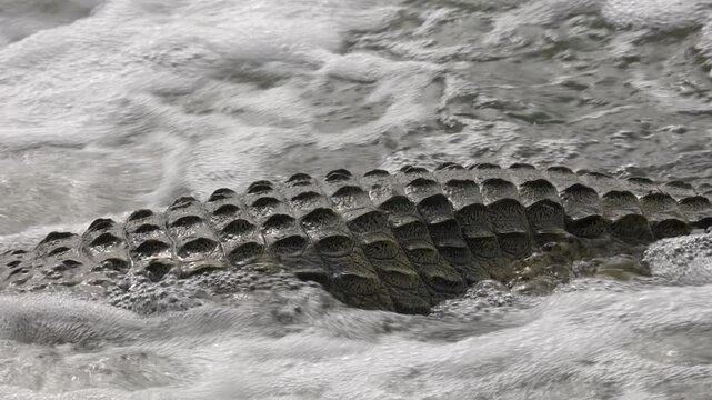 Close-up of bony scutes on crocodile's back, sitting in river rapid