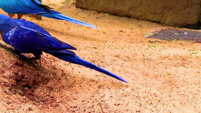 Blue Hyacinth Macaw Feeding On Ground Near Iguacu Falls Brazil.