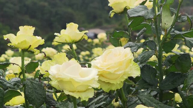 Yellow roses growing in a garden with a distant view of the mountains.