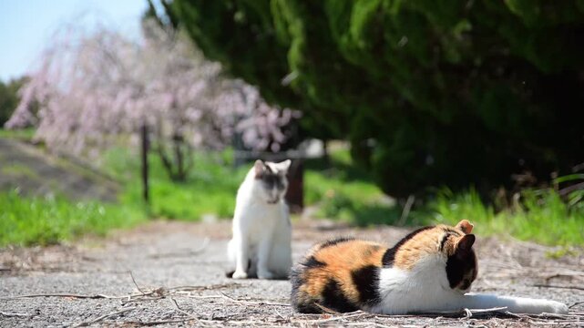 桜の花を背景にくつろぐ2匹の猫