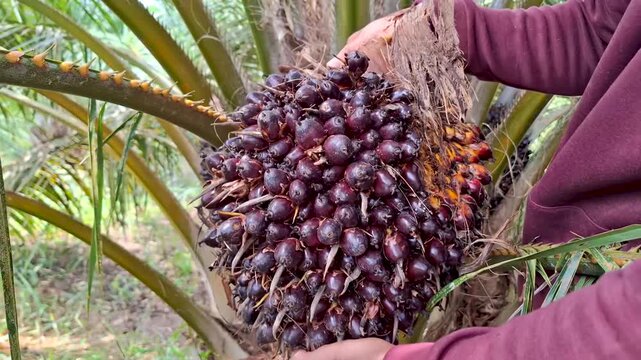 A palm oil plantation worker holding a heavy, fresh, reddish-purple ripe oil palm fruit bunch harvested from a young palm tree.