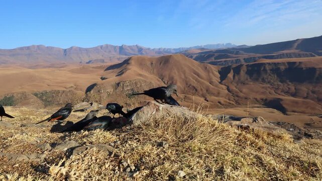A group of red-winged starlings (Onychognathus morio) feeding in mountain habitat, South Africa