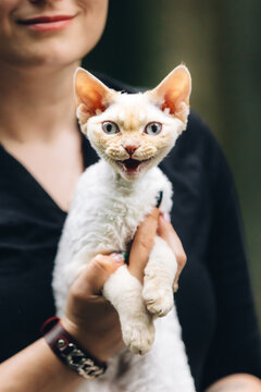 Obedient Devon Rex Cat With White Fur Color Meows While Sitting On Hands. Curious Playful Funny Cute Beautiful Devon Rex Cat Looking At Camera. Cats Portrait. Blue Eyes. Amazing Happy Pets. Cats