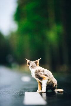 Amazing Playful Devon Rex Cat With White-red Spotted Fur Color Sit On Road. Curious Funny Cute Beautiful Devon Rex Cat Looking Back. Happy Pets. Orange Eyes