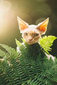 Portrait Of Devon Rex Cat Posing In Fern Thicket With Cream Fur Color. Curious Playful Funny Cute Beautiful Devon Rex Cat. Amazing Happy Pets. Green Eyes