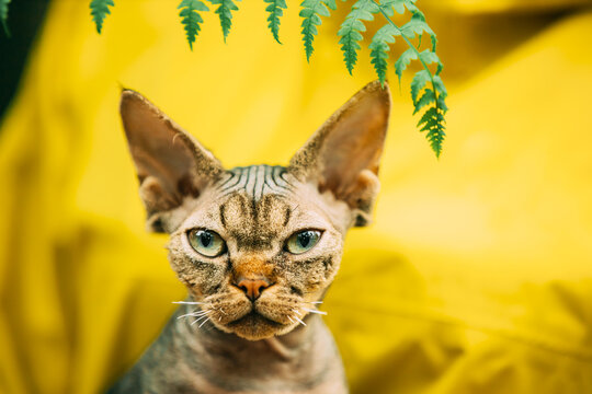 Cats Portrait With Fern Leaves. Cute Funny Curious Playful Beautiful Devon Rex Cat Looking At Camera. Devon Rex Cat With Dark Brown Tabby Fur Color. Green Eyes. Amazing Happy Pets. Yellow Background
