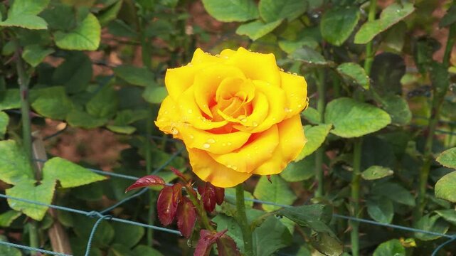 Beautiful yellow rose in a garden.
