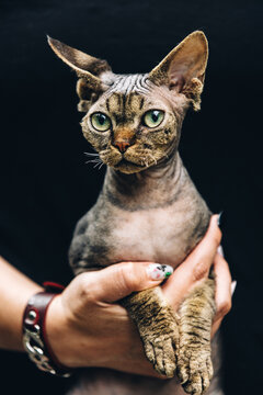 Curious Playful Funny Cute Beautiful Devon Rex Cat Looking At Camera. Obedient Devon Rex Cat With Dark Brown Tabby Fur Color Sitting On Hands. Indoor Cats Portrait. Green Eyes. Amazing Happy Pets