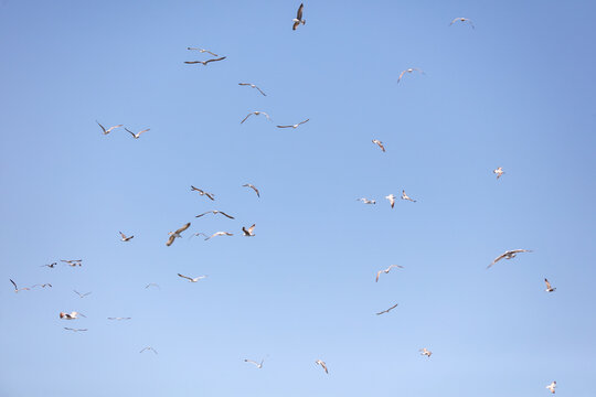A flock of seagulls flying in the sky