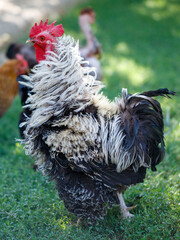 Fluffy rooster stands on green grass © schankz