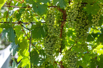 Obraz premium Sunlit green grapes hang from vine clusters