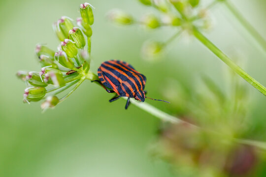 Striped beetle perches delicately on green plant stems