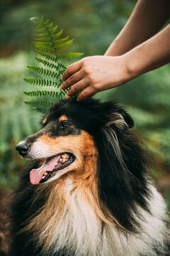 Amazing Playful Tricolour Collie, Funny Scottish Collie, Long-haired Collie, English Collie, Lassie Dog Outdoors In Summer Day In A Coniferous Pine Forest Background. Portrait. Cute Beautiful Collie