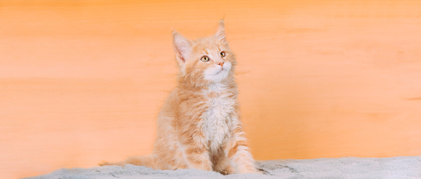 Cat Copy Space Background In Calming Coral Color Colour. Young Red Maine Coon Kitten Cat Sitting On Sofa. Coon Cat, Maine Cat, Maine Shag. Amazing Pets Pet. Portrait On Backdrop In Yellow Light Orange