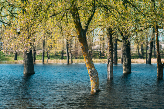 Trees That Standing In Water During Spring Flood Floodwaters. Ripples On Water. Water Deluge During A Spring Flood. Inundation River. Flood Natural Disaster