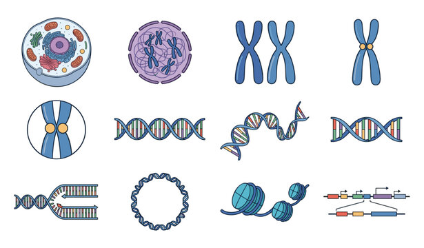  Medical science vector icon set featuring animal cell structure dna double helix strands chromosomes and genetic engineering elements isolated on white.