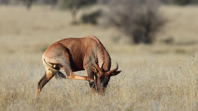 A rare tsessebe antelope (Damaliscus lunatus) standing in natural habitat, Mokala National Park, South Africa