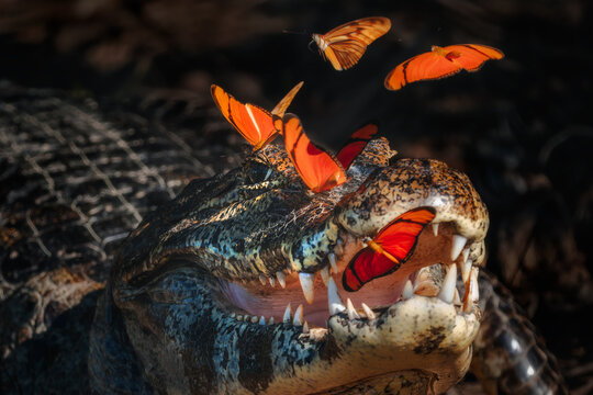 Yacare Caiman - Caiman yacare, small beautiful crocodile native to the rivers and lakes of South America, Pantanal, Brazil.