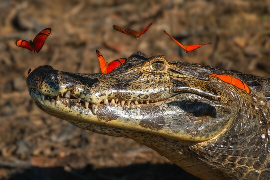Yacare Caiman - Caiman yacare, small beautiful crocodile native to the rivers and lakes of South America, Pantanal, Brazil.