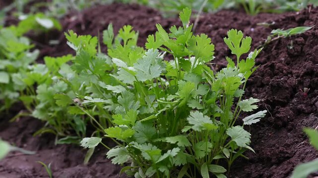 Fresh green coriander on soil, Coriander is loaded with antioxidants. coriander ( coriandrum sativum l. ) vegetable garden