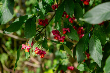 Obraz premium Euonymus europaeus spindle tree with pink red fruits and orange seeds growing on branches in autumn