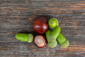 Autumn flat lay with ripe sweet chestnuts Castanea sativa and fresh green oak acorns on rustic weathered wooden table bench © Iva