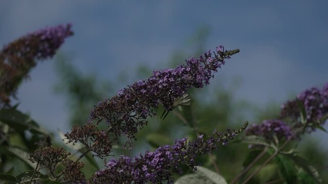 Scarce swallowtail butterfly landing on purple buddleja flowers. Low angle static shot.