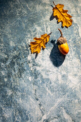 Acorn with two small oak leaves on blue textured background and large copy space for autumn holiday banner © Svetlana Kolpakova