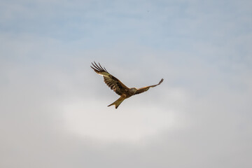 Obraz premium Red kite (Milvus milvus) gliding in flight against a soft cloudy sky, showcasing its distinctive wings and forked tail.