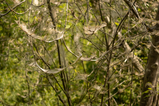 Dense silk nests woven by ermine moth larvae (Yponomeuta spp.) covering shrubs in a striking natural phenomenon.