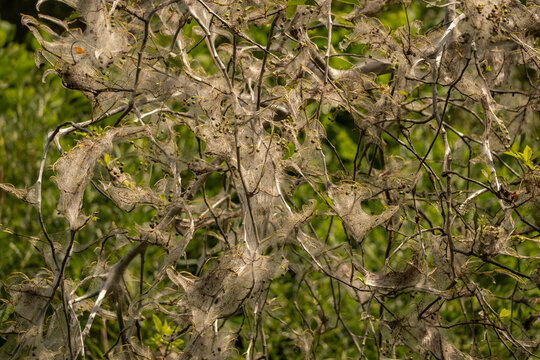 Unusual natural scene featuring extensive caterpillar silk webs on shrubs caused by ermine moth larvae (Yponomeuta spp.).