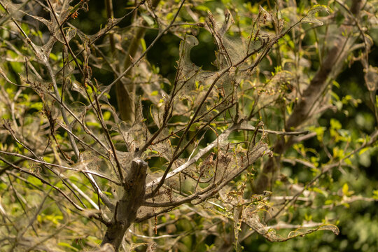 Dense silk nests woven by ermine moth larvae (Yponomeuta spp.) covering shrubs in a striking natural phenomenon.
