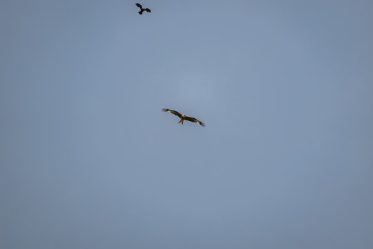 Wildlife interaction between a red kite (Milvus milvus) and a hooded crow (Corvus cornix) in mid-air.