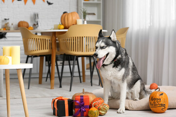 Cute husky dog with Halloween decorations and gift boxes in pet bed at home © Pixel-Shot