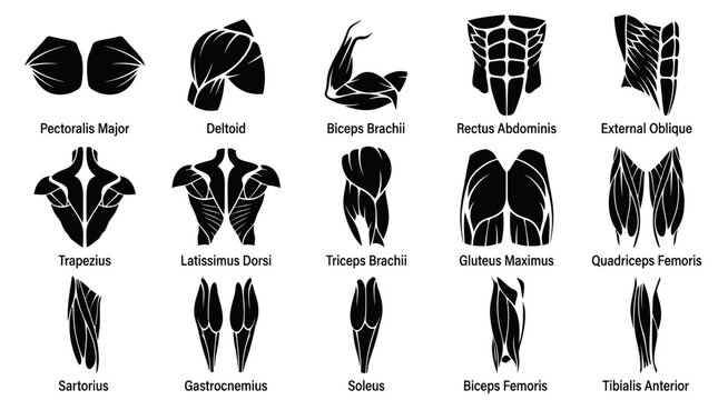 Medical Anatomy Human Muscles Glyphs Vector Icons Set. Black and White Fitness Muscle Groups Collection.